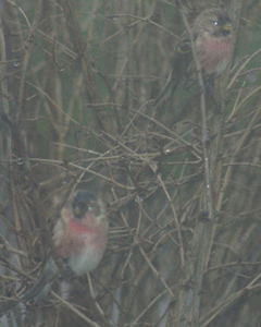 Redpolls